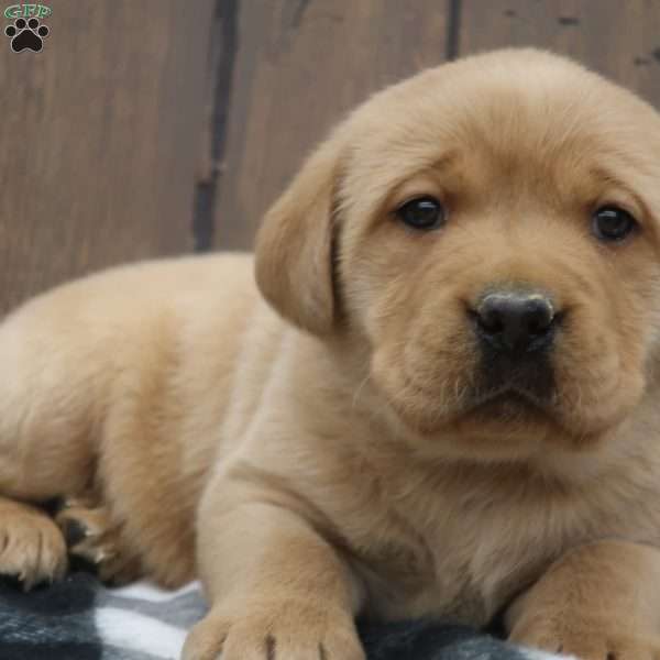 Twinkle, Fox Red Labrador Retriever Puppy