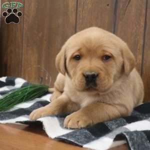 Twinkle, Fox Red Labrador Retriever Puppy