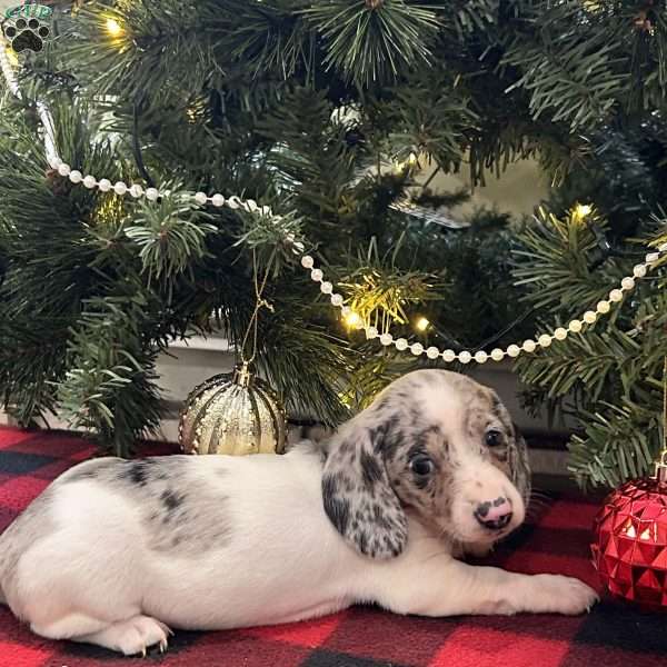 Gloria, Dachshund Puppy