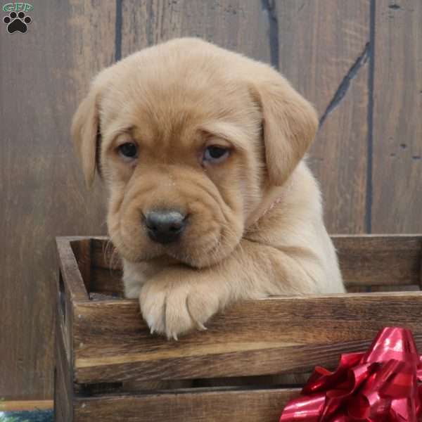 Peppermint, Fox Red Labrador Retriever Puppy