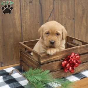 Peppermint, Fox Red Labrador Retriever Puppy