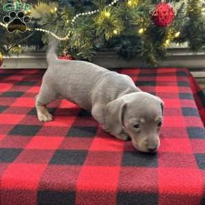 Gisele, Dachshund Puppy