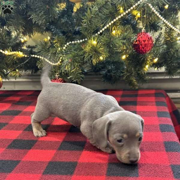 Gisele, Dachshund Puppy