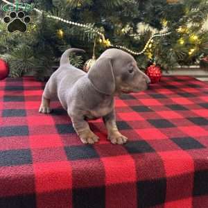 Gisele, Dachshund Puppy