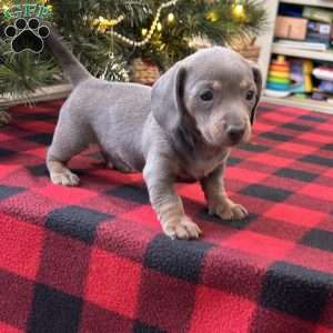 Gisele, Dachshund Puppy