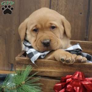 Peppermint, Fox Red Labrador Retriever Puppy