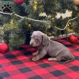 Gisele, Dachshund Puppy