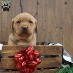 Holly, Fox Red Labrador Retriever Puppy