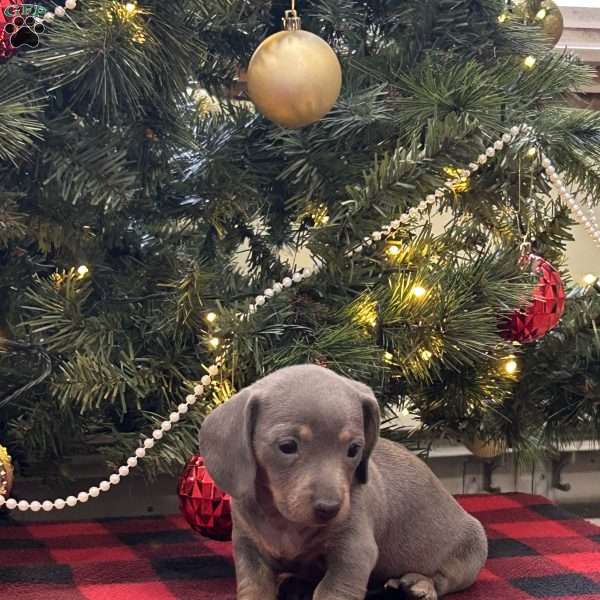 Gisele, Dachshund Puppy
