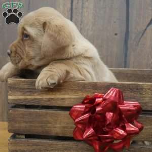 Holly, Fox Red Labrador Retriever Puppy