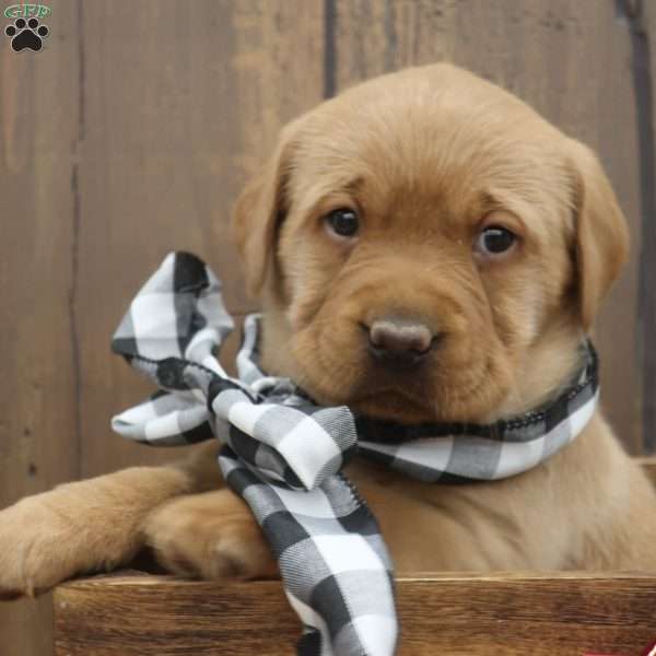 Holly, Fox Red Labrador Retriever Puppy