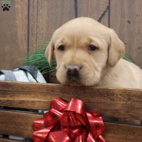 Noel, Fox Red Labrador Retriever Puppy