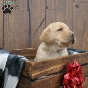 Noel, Fox Red Labrador Retriever Puppy