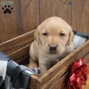 Noel, Fox Red Labrador Retriever Puppy