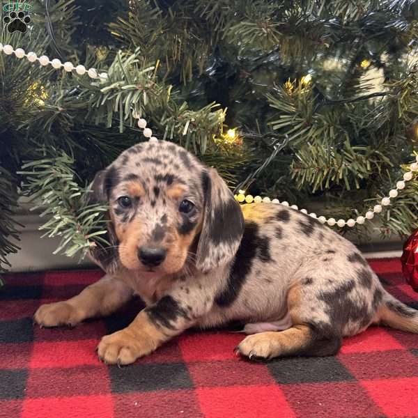 Gandolf, Dachshund Puppy