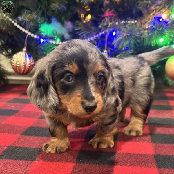 Lucas, Dachshund Puppy
