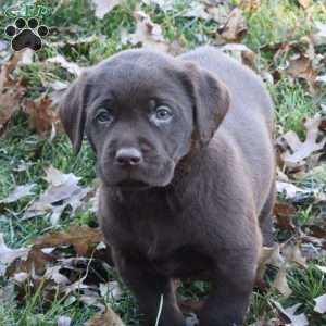 Mocha, Chocolate Labrador Retriever Puppy