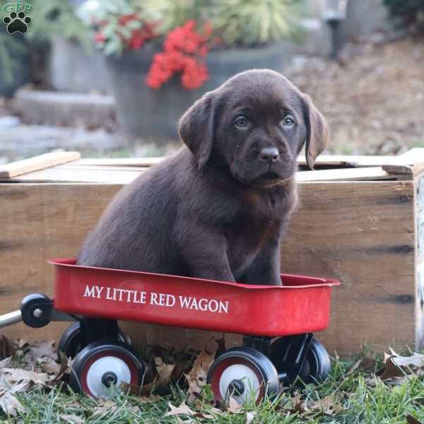 Blitz, Chocolate Labrador Retriever Puppy