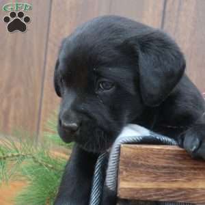 Emma, Black Labrador Retriever Puppy