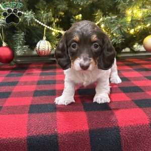 Lucy, Dachshund Puppy