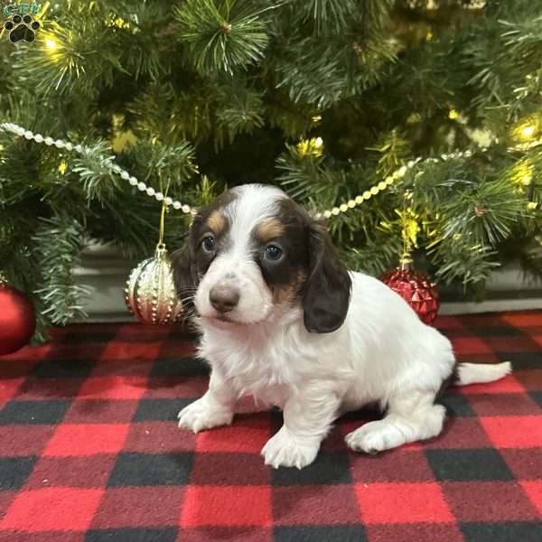 Levi, Dachshund Puppy