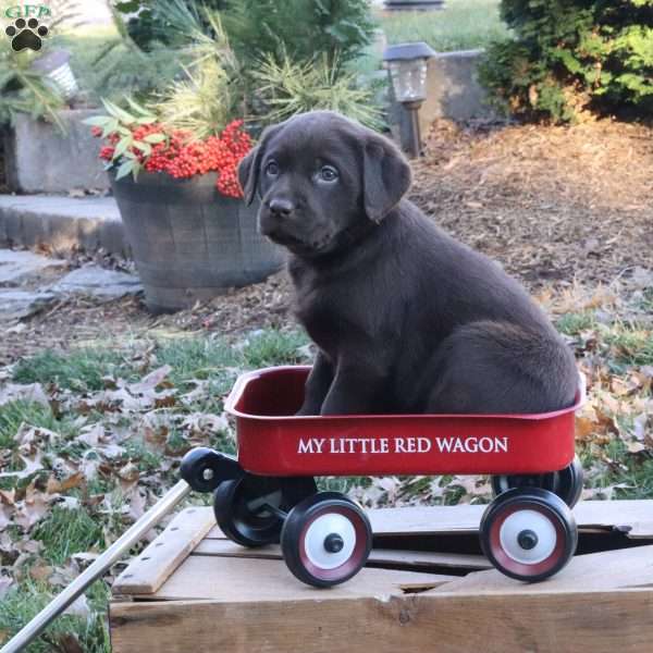 Bruno, Chocolate Labrador Retriever Puppy