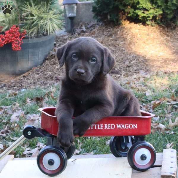 Mocha, Chocolate Labrador Retriever Puppy