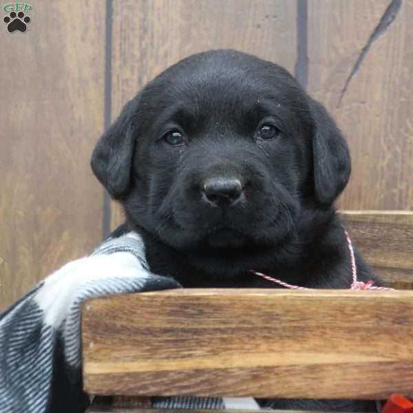 Emma, Black Labrador Retriever Puppy