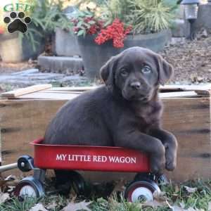 Blitz, Chocolate Labrador Retriever Puppy