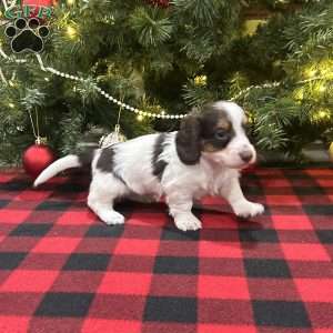 Levi, Dachshund Puppy