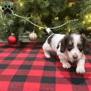 Levi, Dachshund Puppy