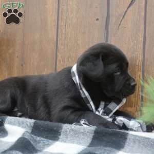 Emma, Black Labrador Retriever Puppy
