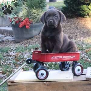 Noel, Chocolate Labrador Retriever Puppy