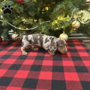 Lincoln, Dachshund Puppy