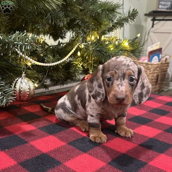 Lincoln, Dachshund Puppy
