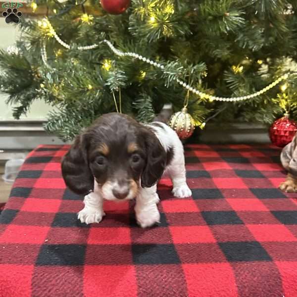 Lucy, Dachshund Puppy