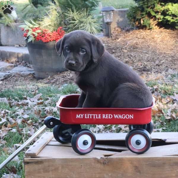 Holly, Chocolate Labrador Retriever Puppy