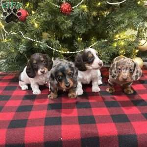 Lucy, Dachshund Puppy