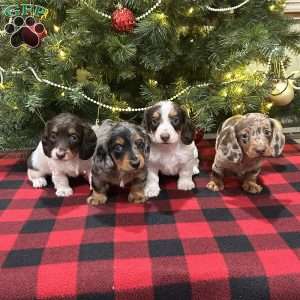 Lucas, Dachshund Puppy