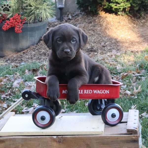 Blizzard, Chocolate Labrador Retriever Puppy