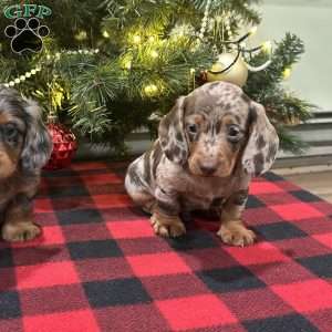 Lincoln, Dachshund Puppy