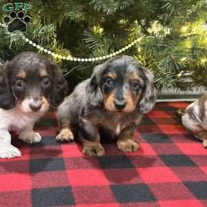 Lucas, Dachshund Puppy