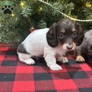 Lucy, Dachshund Puppy