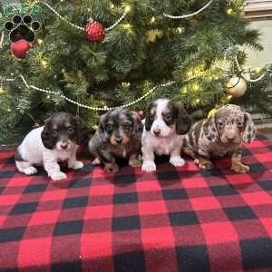 Levi, Dachshund Puppy