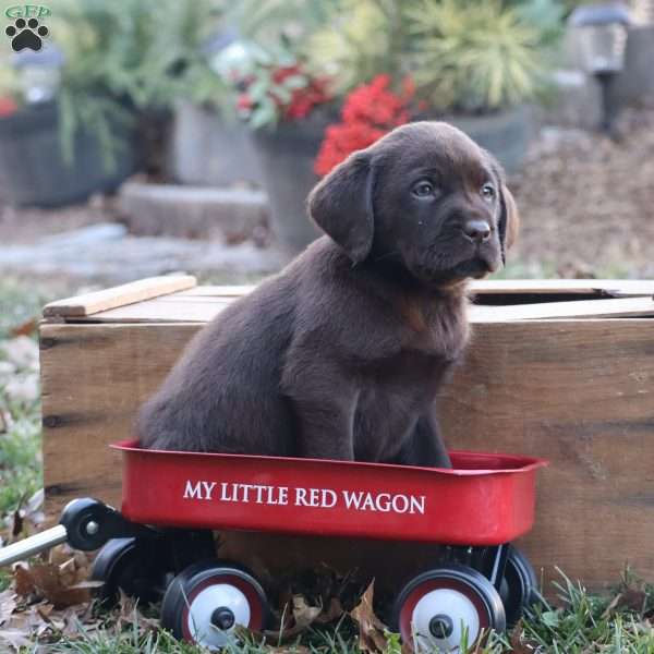 Ginger, Chocolate Labrador Retriever Puppy