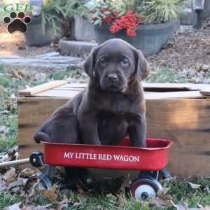 Holly, Chocolate Labrador Retriever Puppy