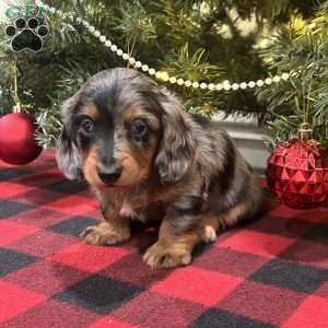 Lucas, Dachshund Puppy