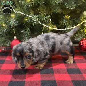 Lucas, Dachshund Puppy