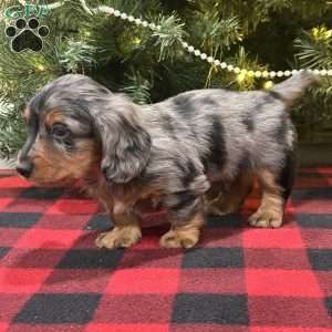 Lucas, Dachshund Puppy