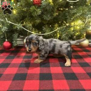 Lucas, Dachshund Puppy